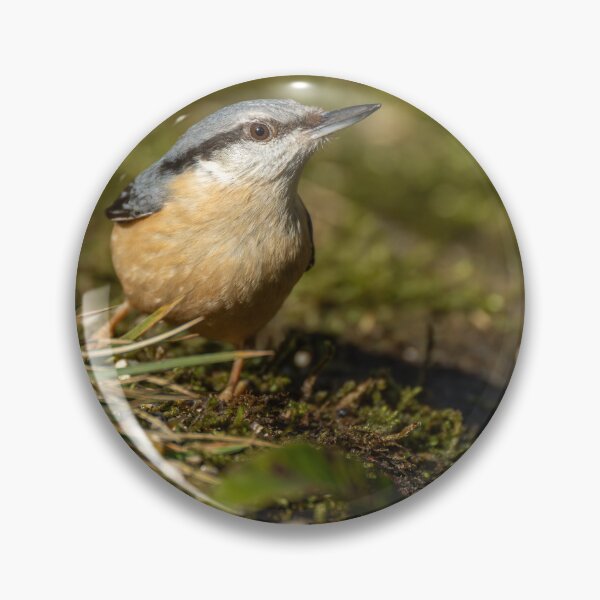 Item preview, Environmental portrait of a Eurasian Nuthatch designed and sold by RobThorley.