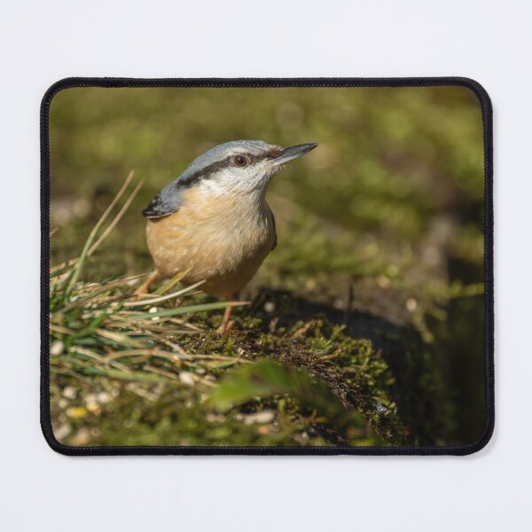 Item preview, Environmental portrait of a Eurasian Nuthatch designed and sold by RobThorley.