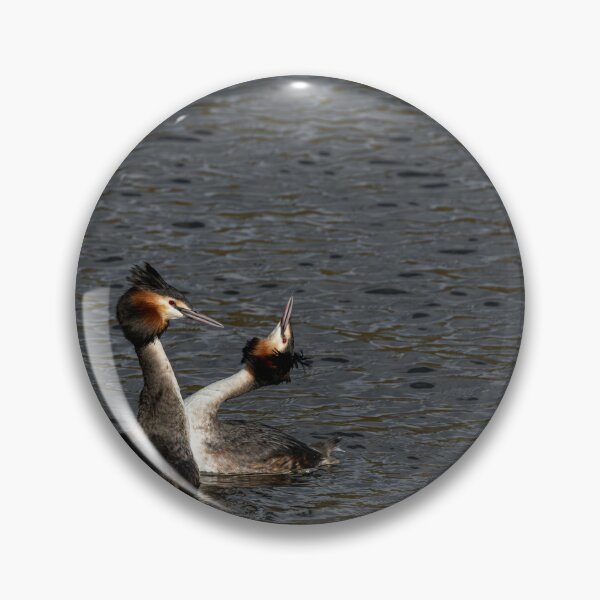 Item preview, Environmental portrait of Great crested grebe, Podiceps Cristatus designed and sold by RobThorley.