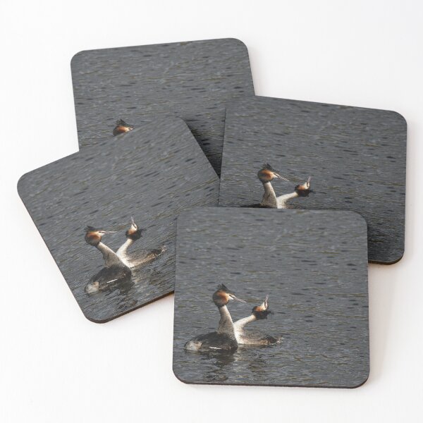 Item preview, Environmental portrait of Great crested grebe, Podiceps Cristatus designed and sold by RobThorley.