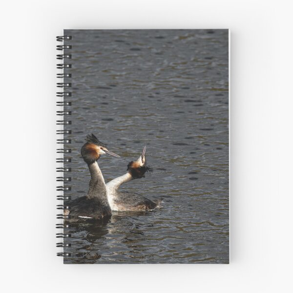 Item preview, Environmental portrait of Great crested grebe, Podiceps Cristatus designed and sold by RobThorley.