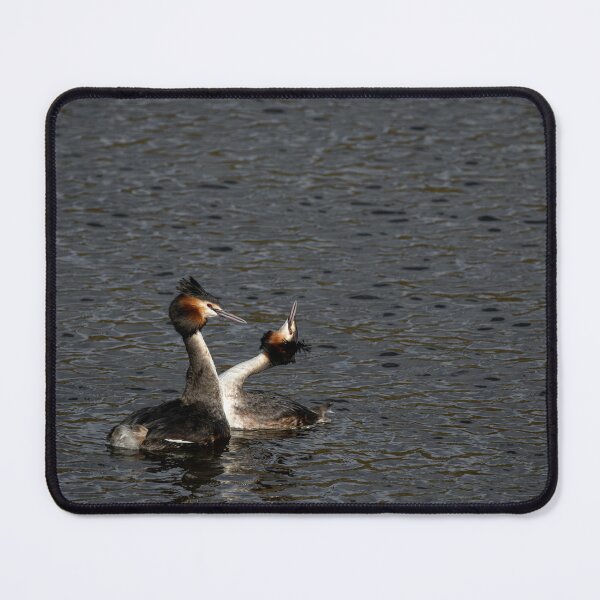 Item preview, Environmental portrait of Great crested grebe, Podiceps Cristatus designed and sold by RobThorley.