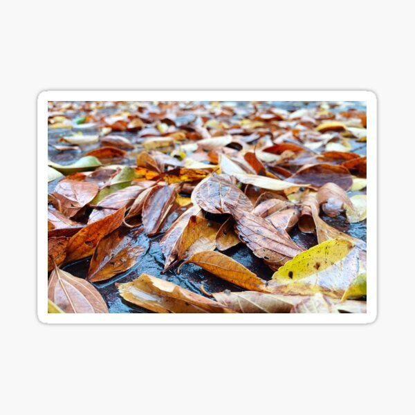 Item preview, Autumn Leaves In Rain designed and sold by Ashley Beckton.