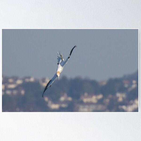 Item preview, Gannet designed and sold by LaurenTucker.