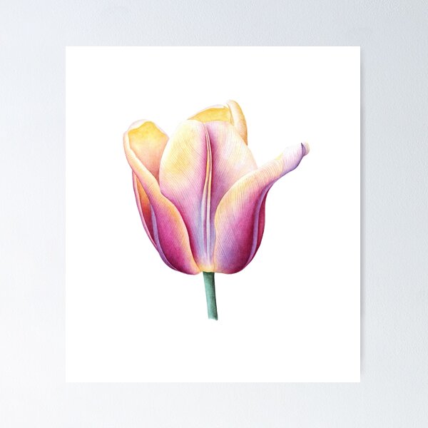 Item preview, Yellow violet tulip designed and sold by nastyash.