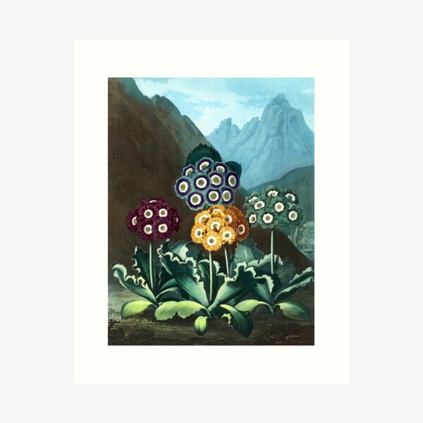 Item preview, Auricula FLowers Among Mountains 1800s Robert John Thornton designed and sold by RocketshipRetro.