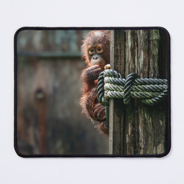 Item preview, Baby Orangutan in the rain designed and sold by John Hodges.