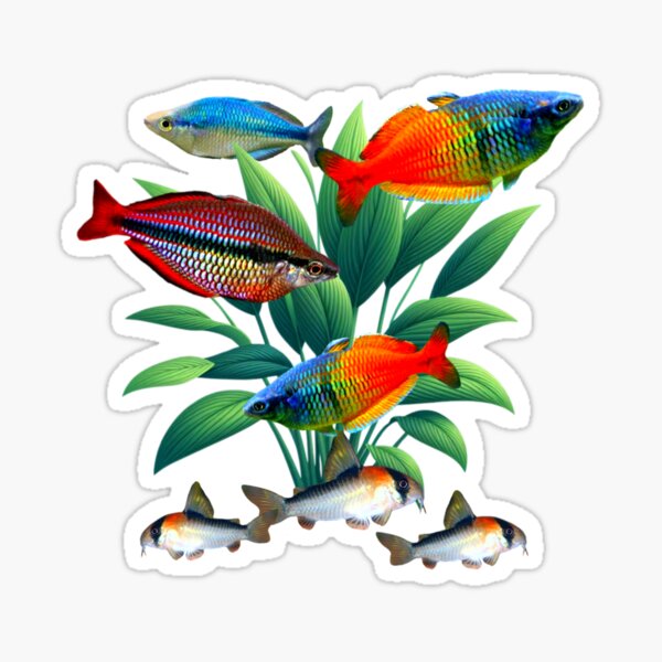 Vista previa del artículo con la obra «Pez arcoíris Bosemani Pez arcoíris Corydoras Acuario de agua dulce Amantes de las peceras Arte Diseño», diseñado y vendido por Aquarium Eclipse.