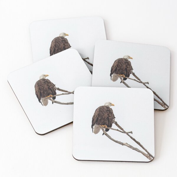 Item preview, Bald Eagle 2-23-25 2 designed and sold by Thomasyoung.