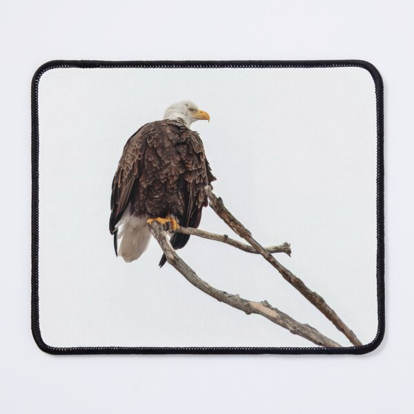 Item preview, Bald Eagle 2-23-25 2 designed and sold by Thomasyoung.