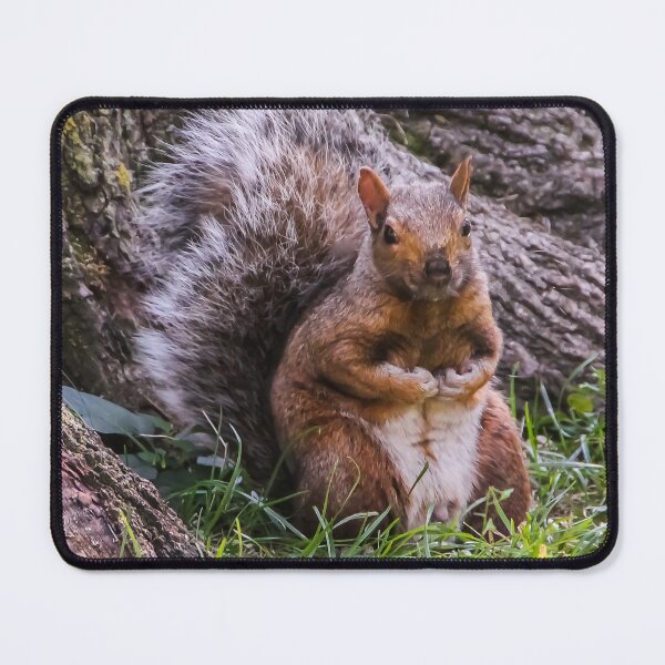 Item preview, Hurry Up and Take the Photo... I Have Nuts to Gather! designed and sold by heatherfriedman.