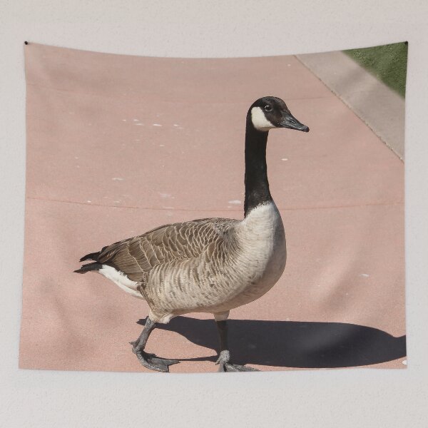 Item preview, Why Did the Goose Cross the Road? designed and sold by heatherfriedman.