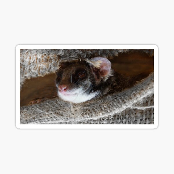Peeking Possum at Magpie Springs Sticker