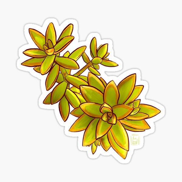Succulent Jewels: Sedum Adolphi “Shooting Star” Sticker