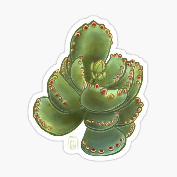 Succulent Jewels: Cotyledon Tomentosa, Bear Paw Sticker