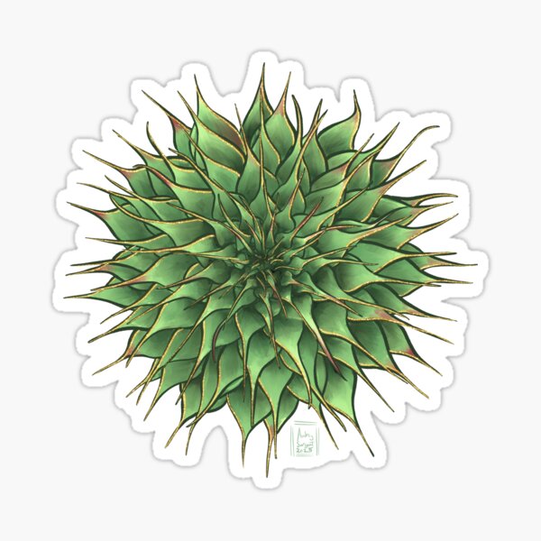 Succulent Jewels: Echevaria “Silver Star” Sticker