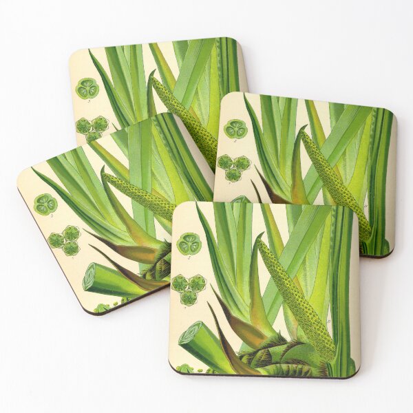 Item preview, Vintage Illustration of Acorus calamus designed and sold by botanicalworks.