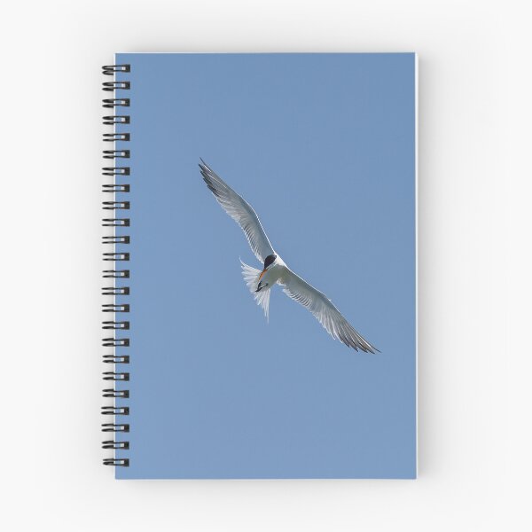 Item preview, Royal Tern Basking in the Sun designed and sold by Puttaswamy Ravishankar.