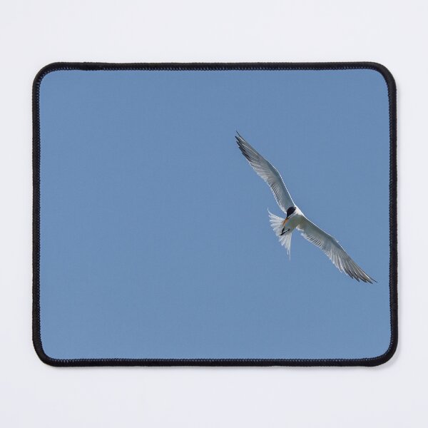 Item preview, Royal Tern Basking in the Sun designed and sold by Puttaswamy Ravishankar.