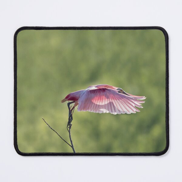 Item preview, Shadow on my Pink Feathers designed and sold by Puttaswamy Ravishankar.