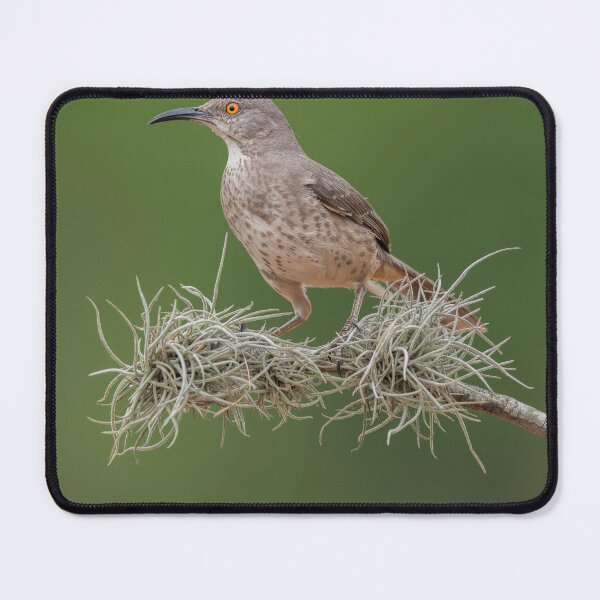 Item preview, Portrait of a Long-billed thrasher designed and sold by Puttaswamy Ravishankar.
