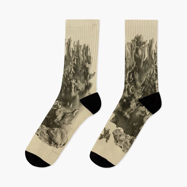 Item preview, Vintage Illustration of Florida Reefs 1880 designed and sold by botanicalworks.