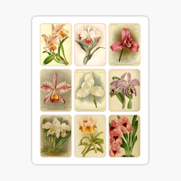 Item preview, Antique Colourful Orchid Collage designed and sold by IrisAndIvy.