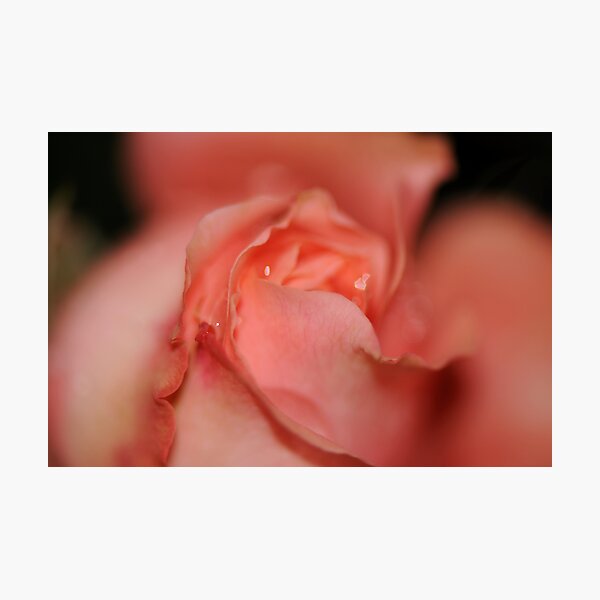 Peachy Photographic Print