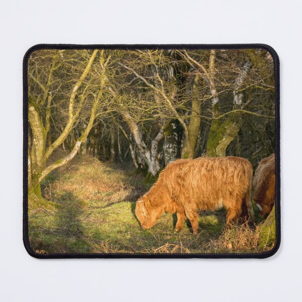 Item preview, Highland Cows in Woodland designed and sold by Jane Stanley Photography.