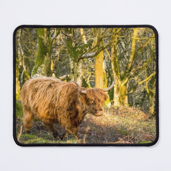 Item preview, Highland Cow in Woodland designed and sold by Jane Stanley Photography.
