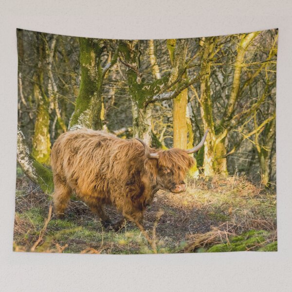 Item preview, Highland Cow in Woodland designed and sold by Jane Stanley Photography.