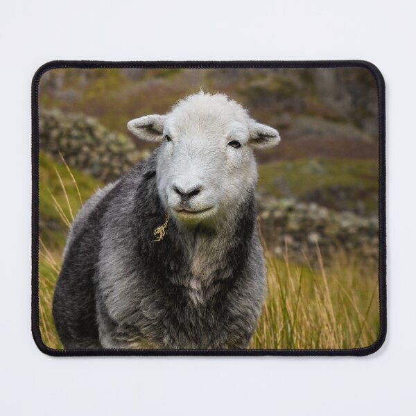 Item preview, Herdwick Sheep designed and sold by Jane Stanley Photography.
