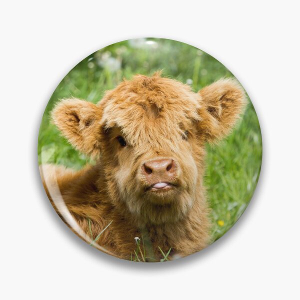 Item preview, Cheeky Moo, Highland Cow designed and sold by JStanley19.