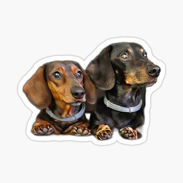 Vista previa del artículo con la obra «Arte de Dachshund | Diseños únicos de perros salchicha | Regalo divertido para amantes de los perros», diseñado y vendido por kejdzej.