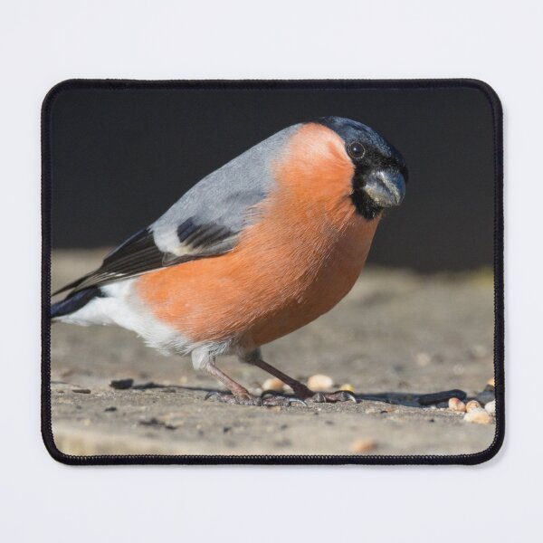 Item preview, Bullfinch designed and sold by LaurenTucker.