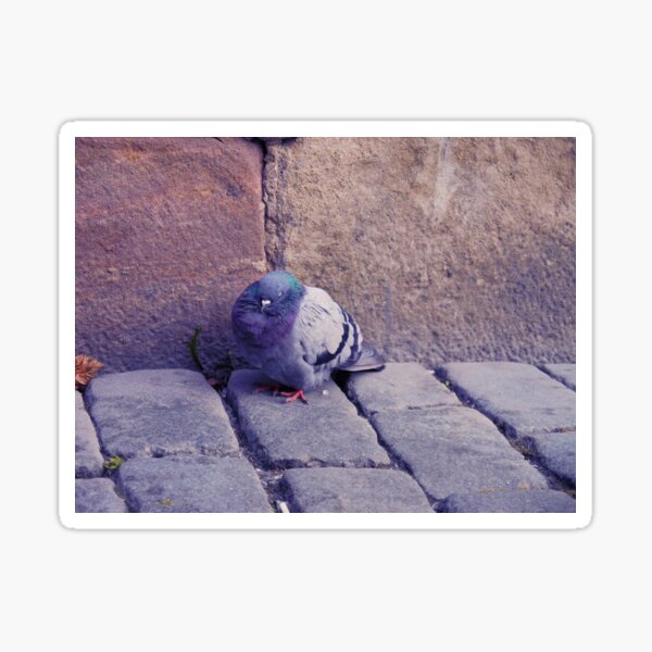 Item preview, A pigeon from Stockholm designed and sold by CrtvOdss.