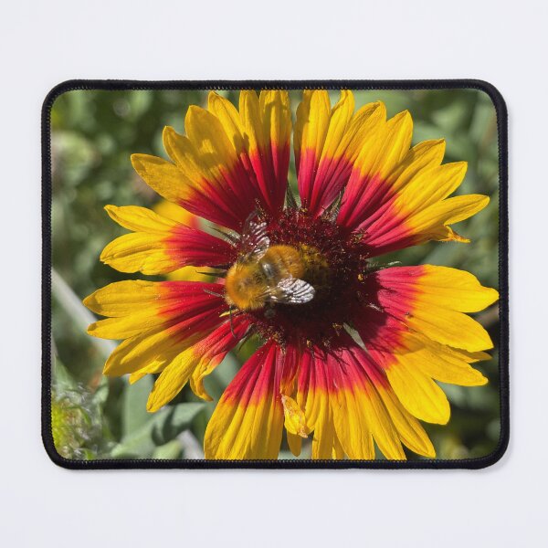 Item preview, Carder bee & Arizona sun designed and sold by PariSeine.