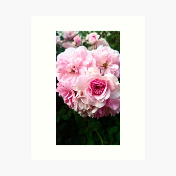Item preview, pinkg garden rose designed and sold by LuminousScapes.