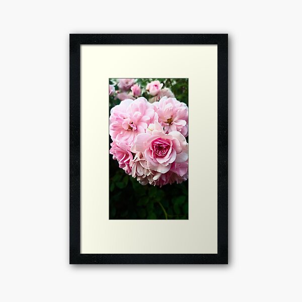 Item preview, pinkg garden rose designed and sold by LuminousScapes.