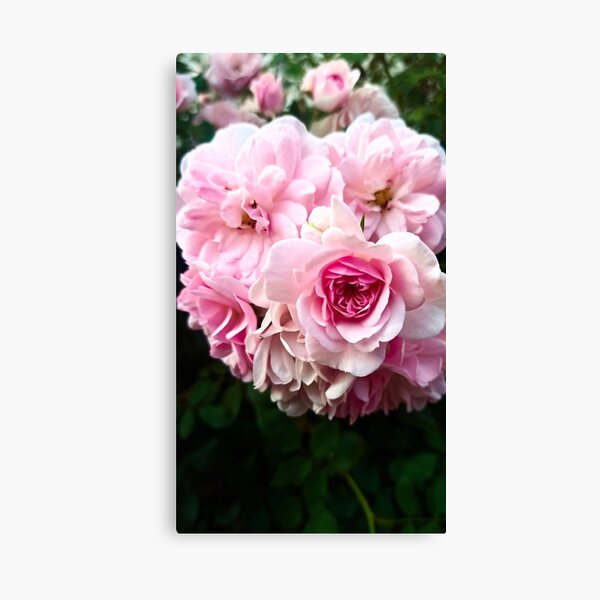 Item preview, pinkg garden rose designed and sold by LuminousScapes.