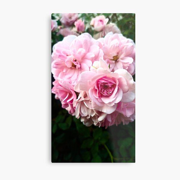 Item preview, pinkg garden rose designed and sold by LuminousScapes.