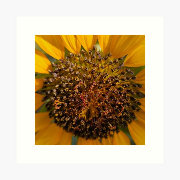 Item preview, Sunflower Close Up designed and sold by beckscre8tive.