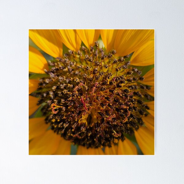 Item preview, Sunflower Close Up designed and sold by beckscre8tive.