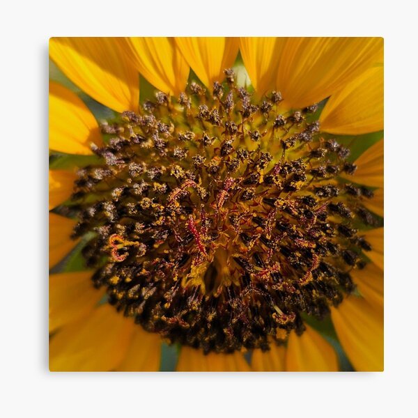Item preview, Sunflower Close Up designed and sold by beckscre8tive.