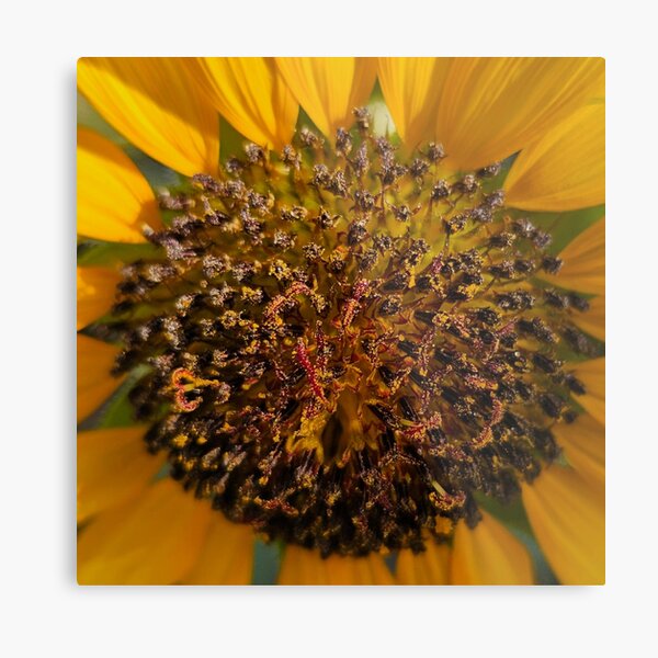 Item preview, Sunflower Close Up designed and sold by beckscre8tive.