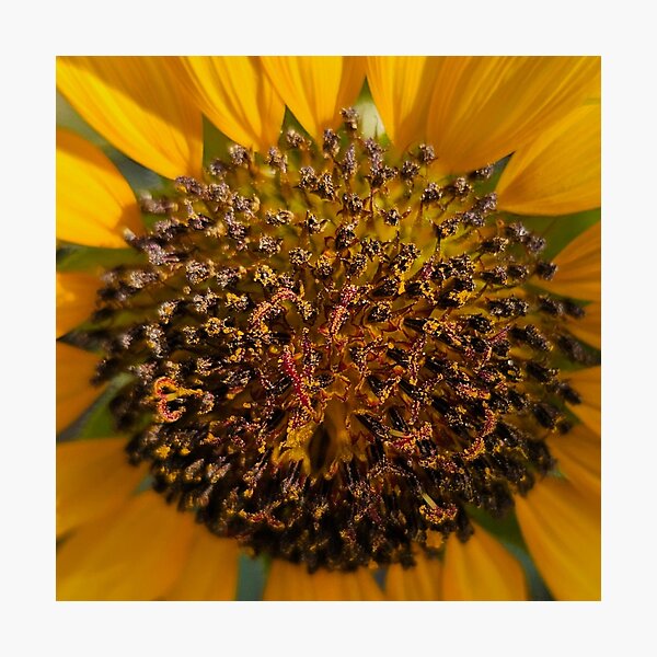 Item preview, Sunflower Close Up designed and sold by beckscre8tive.