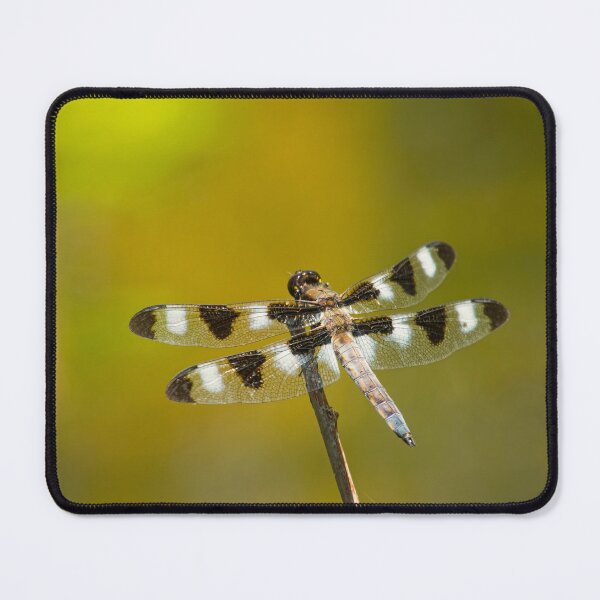 Item preview, This Is How You Train Your Dragon designed and sold by EugeJ.