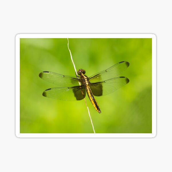 Item preview, The Dragonfly designed and sold by EugeJ.