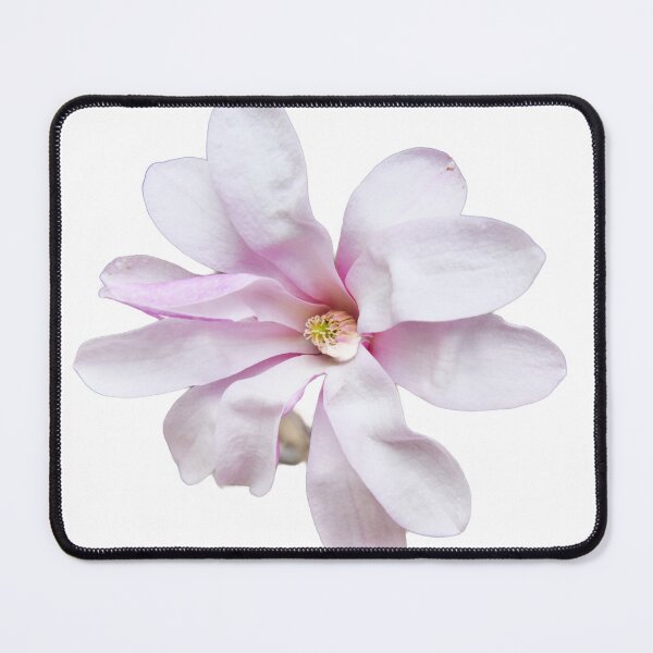 Item preview, Pale Pink Magnolia designed and sold by Maria Keady.