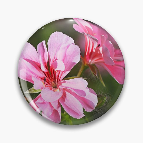 Item preview, New Friends Of Geranium Flowers designed and sold by Joy Watson - Natural Light Photography .